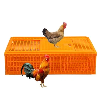 קופסת מחזור לכלוב עוף מפלסטיק